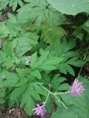 Corydalis macrantha