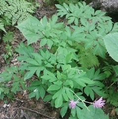 Corydalis macrantha