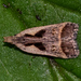 Bilobed Dichomeris Moth - Photo (c) Patrick Hanly, some rights reserved (CC BY), uploaded by Patrick Hanly