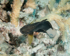 Amblygobius phalaena