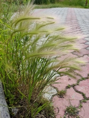 Hordeum jubatum