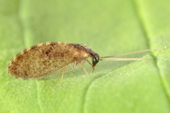 Sympherobius amiculus