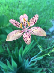 Iris domestica image
