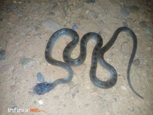 North African Catsnake