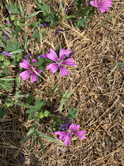 Malva sylvestris