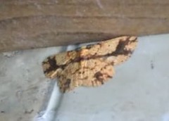 Parasynegia lidderdalii