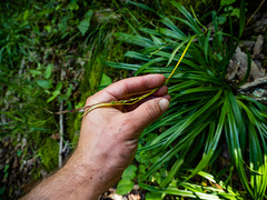 Carex laxiculmis