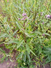 Cirsium arvense