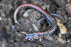 Plethodon angusticlavius