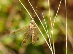 Deleproctophylla australis