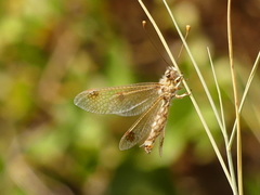 Deleproctophylla australis