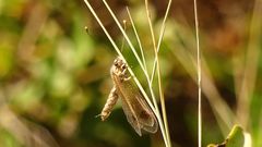 Deleproctophylla australis