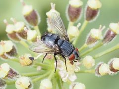 Epicampocera succincta