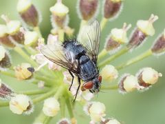 Epicampocera succincta