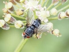 Epicampocera succincta