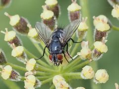 Epicampocera succincta