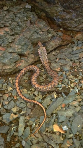 Moila Snake