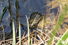 Pelophylax lessonae