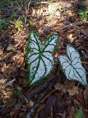 Caladium bicolor