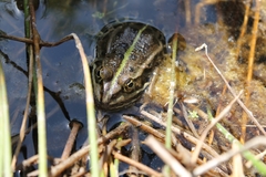 Pelophylax lessonae