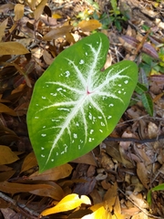 Caladium bicolor