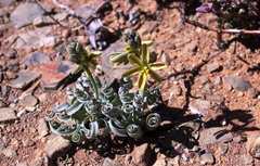 Albuca concordiana