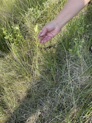 Liatris aspera intermedia