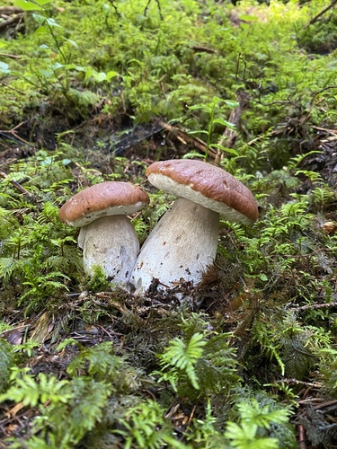 Boletus edulis