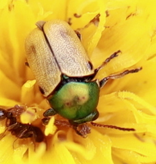 Cryptocephalus laetus