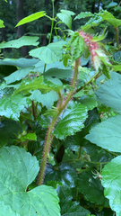 Rubus phoenicolasius