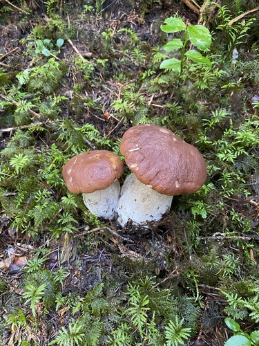 Boletus edulis (Photo 2 of 5)