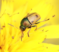 Cryptocephalus laetus