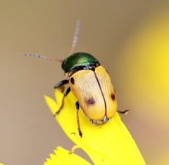 Cryptocephalus laetus