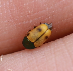 Cryptocephalus laetus