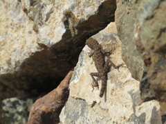 Pristurus celerrimus