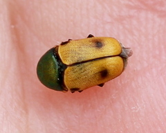 Cryptocephalus laetus