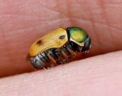 Cryptocephalus laetus