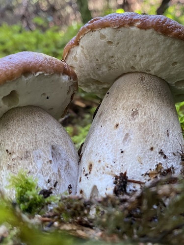 Boletus edulis (Photo 4 of 5)