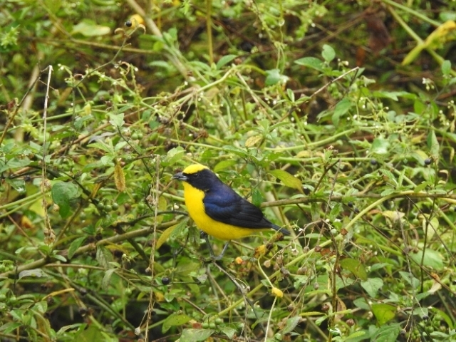 Euphonia laniirostris image