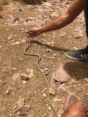Psammophis schokari