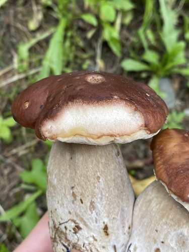 Boletus edulis (Photo 5 of 5)