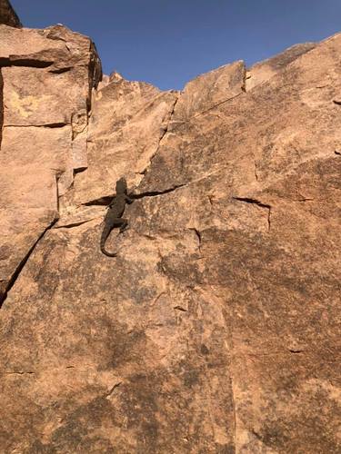 Algerian Fan-fingered Gecko