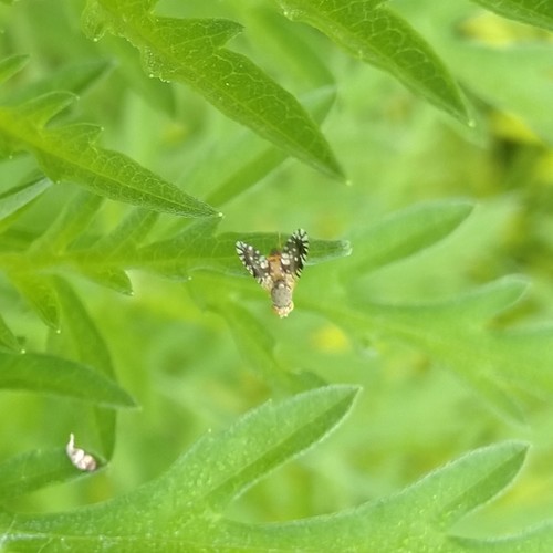 Common Ragweed Fruit Fly photo 5