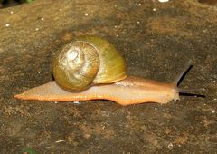 Afrorhytida burseyae