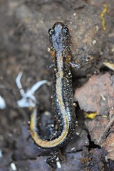 Plethodon angusticlavius