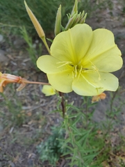 Oenothera elata