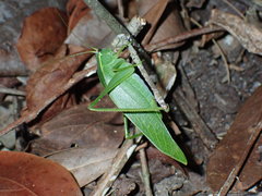 Chloroscirtus forcipatus