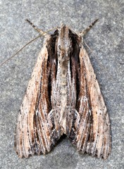 Apamea verbascoides