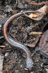 Plethodon angusticlavius