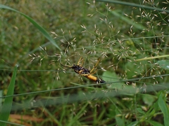 Amblyteles armatorius